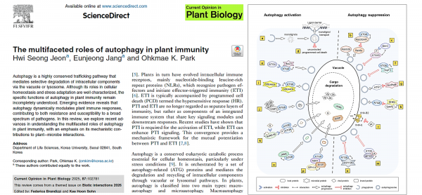 The multifaceted roles of autophagy in plant immunity > Publication | PDSL